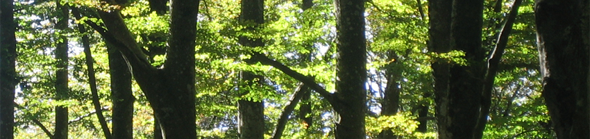 fageda de la Grevolosa