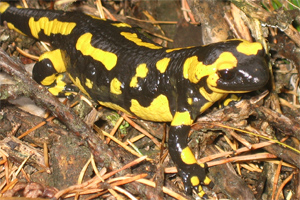 Salamandra
